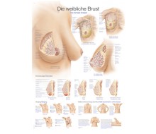 Lehrtafel „Die weibliche Brust“