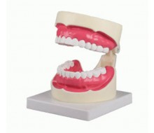 Zahnpflegemodell, 1,5-fache Größe