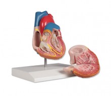 Herzmodell, 2-teilig mit Reizleitungssystem