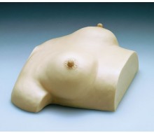 Brustpflege und -massagemodell