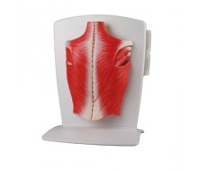 Rückenmuskulatur Modell, 4-teilig