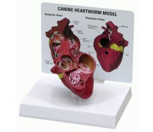 Hundeherz mit Herzwurm