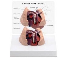 Hundeherz und -Lunge mit Herzwurm