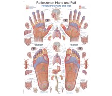 Lehrtafel "Reflexzonen Hand und Fuß" 1