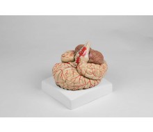 Gehirnmodell, 9-teilig mit Arterien 1