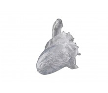 Reproduktion eines echten Herzens, transparent 1
