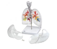 CT-Bronchialbaum mit Kehlkopf und transparenten Lungenflügeln