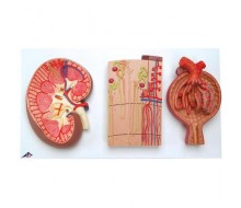 Nierenschnitt, Nephron, Blutgefäße und Nierenkörperchen