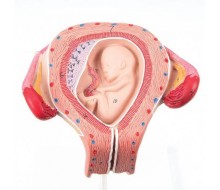 Embryo, 3. Monat