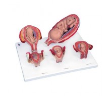 3B Scientific® Schwangerschaftsserie, 5 Modelle