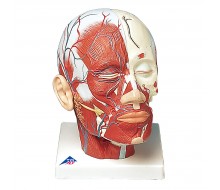 Kopfmuskulatur mit Blutgefäßen
