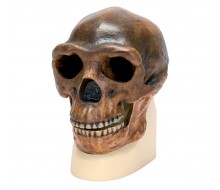 Anthropologischer Schädel - Sinanthropus