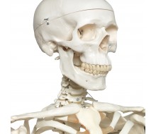 Skelett Modell Stan auf 5-Fuß-Hängestativ