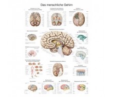 Lehrtafel „Das menschliche Gehirn“ (deutsch)