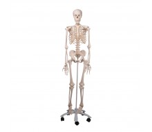Skelett Stan 