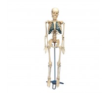 Schreibtisch-Skelett
