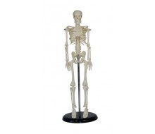 Mini Skelett Modell