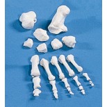 Modell Fußknochen, unmontiert