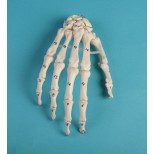 Handskelett mit Knochennummerierung 