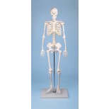 Miniatur-Skelett Tom 1