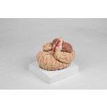 Gehirnmodell, 9-teilig mit Arterien 1
