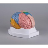 Gehirn, funktionell/regional, 5-teilig 2