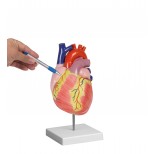 Herzmodell, 2-fache Lebensgröße, 2 Teile 1