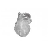 Herz Dicom komplex, transparent 2