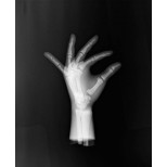Röntgen-Teilphantom mit künstlichen Knochen - Linke Hand, transparent 2