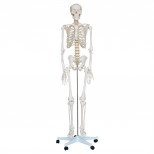 Skelett Modell lebensgross auf weißem Hintergrund