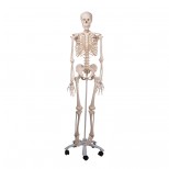 Skelett Stan Ganzkörper