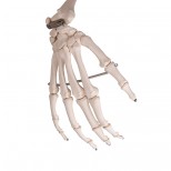 Skelett Stan Hand