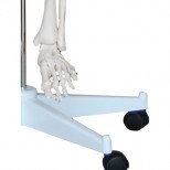 Skelett Modell Fuß