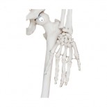 Skelett Modell Hand