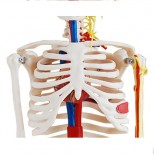 Skelett Modell Thorax