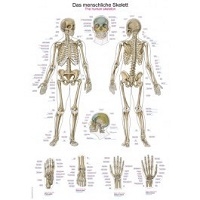 anatomische-lehrtafel-kaufen